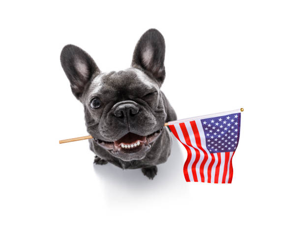independence day 4th of july dog french bulldog waving a flag of usa and victory or peace fingers on independence day 4th of july with sunglasses independence day holiday photos stock pictures, royalty-free photos & images