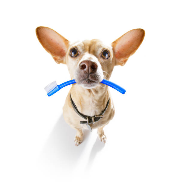 istock dental toothbrush dog 1155886713