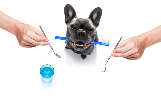 istock dental toothbrush dog 1155886742