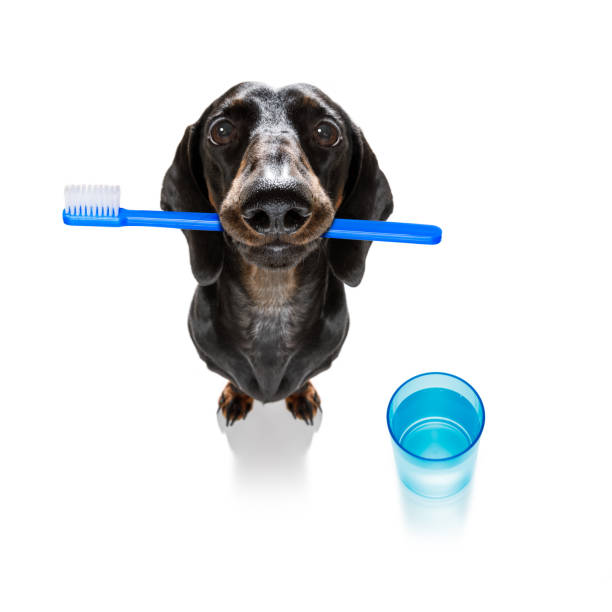 istock dental toothbrush dog 1155886868