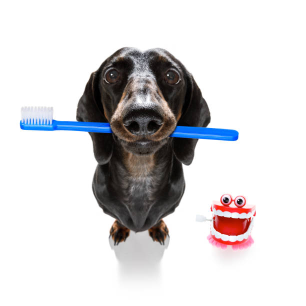 istock dental toothbrush dog 1155887504