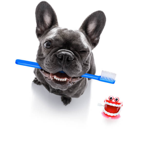 istock dental toothbrush dog 1155887552