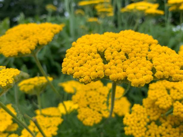 yarrow dans le jardin de fleurs - yarrow photos et images de collection