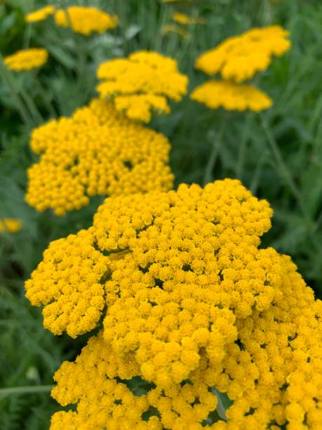 istock Yarrow in Flower Garden 1155887696