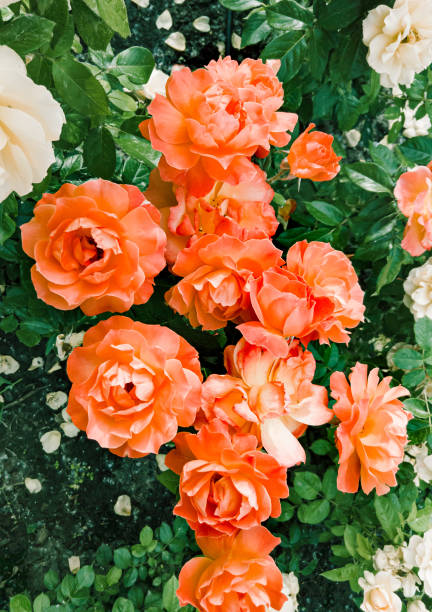 istock Orange roses in a garden 1155887775