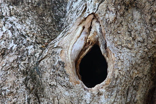Hole in the old tree trunk in vagina shape that used to be bird nest
