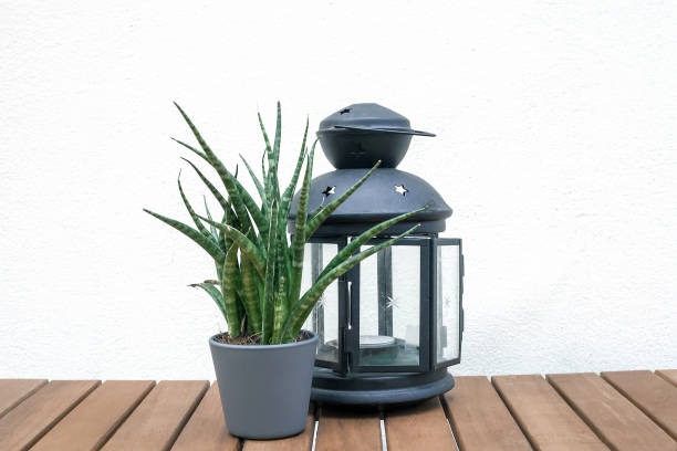 Glass lantern with candle and Sansevieria cylindrica potted on table
