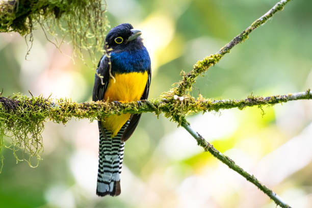 A Guianan Trogon perching on a mossy branch in the rainforest. A Guianan Trogon with a bright rainforest background. trogon stock pictures, royalty-free photos & images