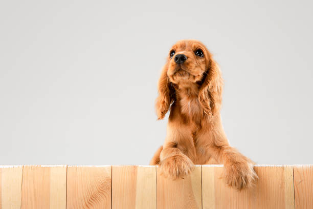 istock Studio shot of english cocker spaniel dog isolated on white studio background 1155890424