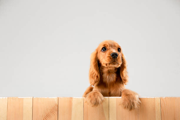 istock Studio shot of english cocker spaniel dog isolated on white studio background 1155890427