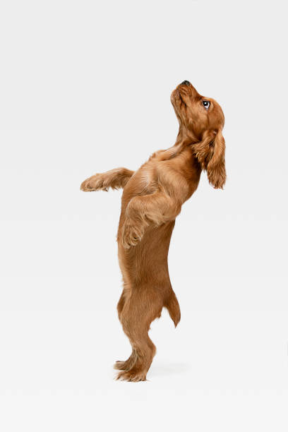 istock Studio shot of english cocker spaniel dog isolated on white studio background 1155890456