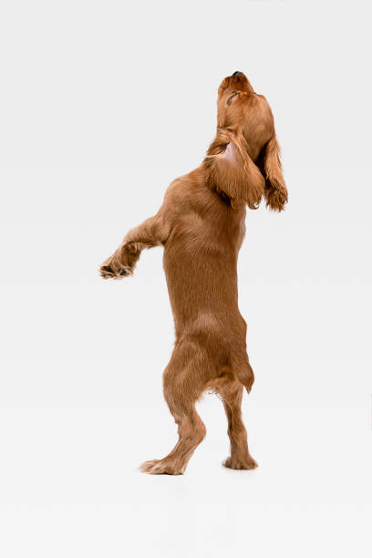 istock Studio shot of english cocker spaniel dog isolated on white studio background 1155890462