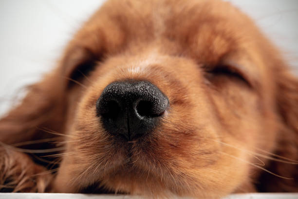 istock Studio shot of english cocker spaniel dog isolated on white studio background 1155890466