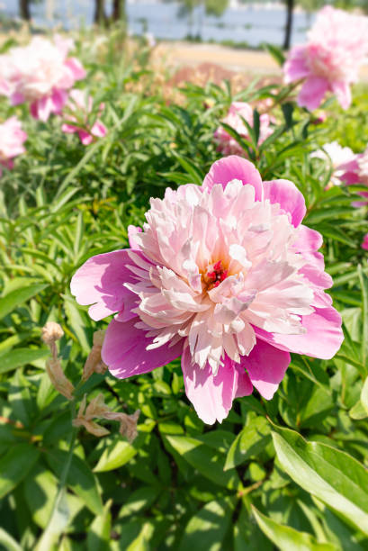 istock Pink peony, or paeony in the Park 1155890698