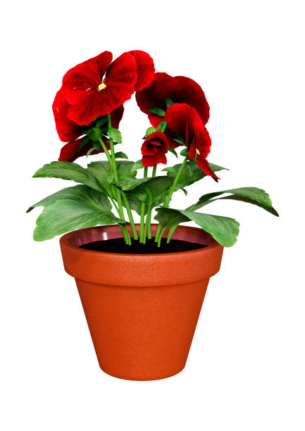 istock 3D illustration pansy plant with flowers on white 1155890751