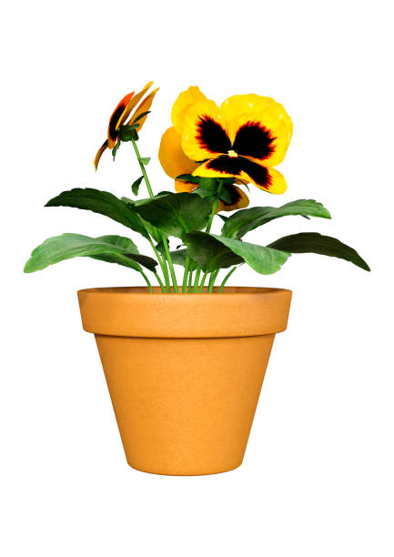 A spring flower pot of colorful pansies in close up