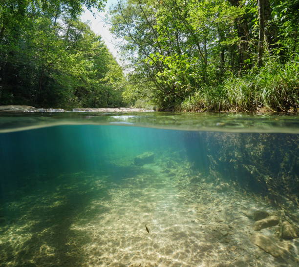 istock Wild river with green vegetation over under water 1155891401