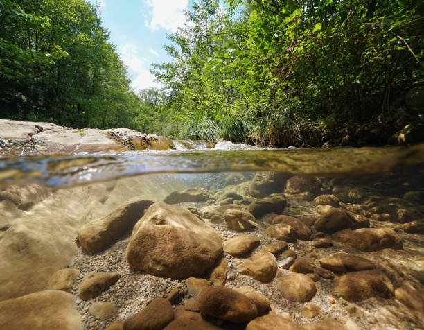 Wild creek with green vegetation and rocks with fish underwater, split view above and below water surface, La Muga, Girona, Alt Emporda, Catalonia, Spain