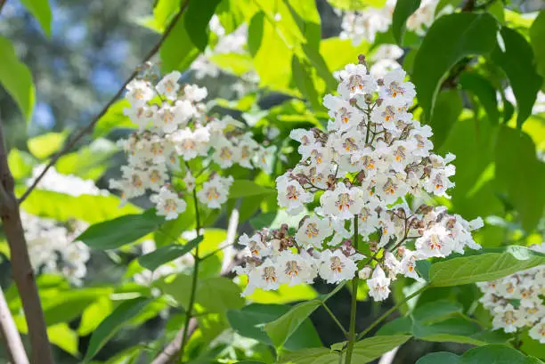 Catalpa bignonioides flowers, also known as southern catalpa, cigartree, and Indian-bean-tree.