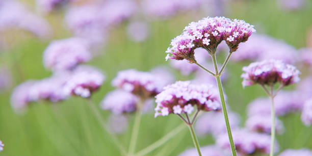 istock blooming verbena on the lawn in the park 1155893153