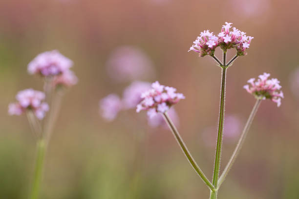 istock beautiful tender flowers of verbena 1155893162