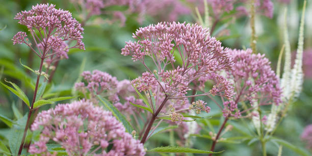 istock pink eupatorium flowers growing in the summer garden 1155893211
