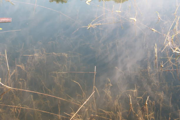 istock bush and grass reflection on fog lake background at sunrise 1155893296