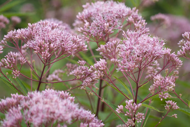 istock blooming lilac eupatorium in the summer garden 1155893306