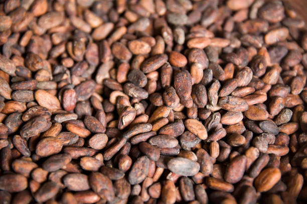 istock Raw Kopi Luwak coffee beans on coffee farm 1155893461
