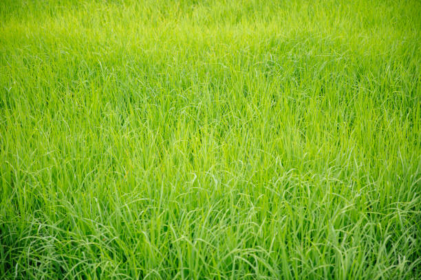 istock Paddy rice field in clear light day 1155893472