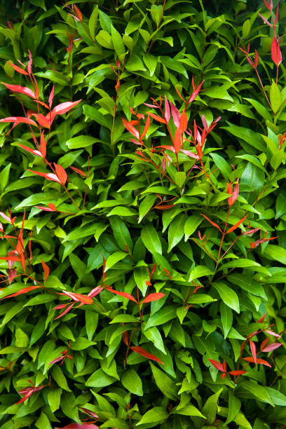 istock Tropical plants in the rainforest 1155893478