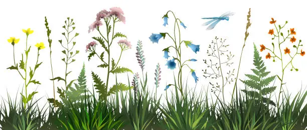 Vector illustration of Meadow wild herbs and flowers on white background. Wildflowers. Floral background. Wild grass.