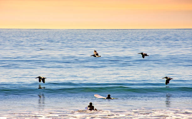 California beach scene, with two surfers in the water and brown pelicans flying in the sunset sky.