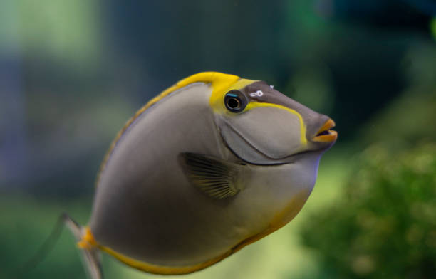 Tropical Fish Naso Tang (Naso lituratus) -Thailand Tropical Fish Naso Tang (Naso lituratus) -Thailand on the Natural background naso elegans stock pictures, royalty-free photos & images