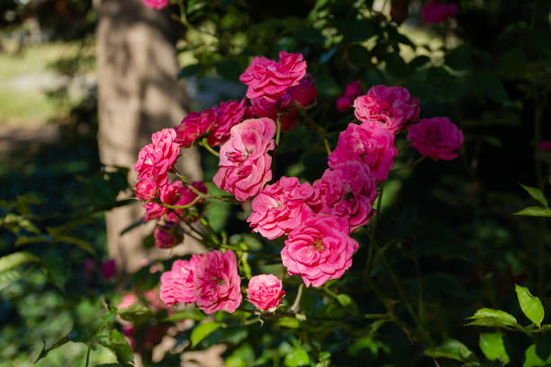 pink roses on dark blurred garden background - 5461 imagens e fotografias de stock