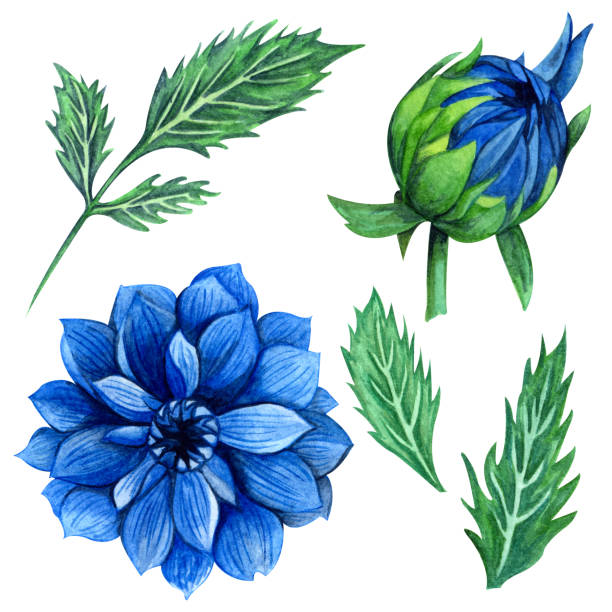 푸른 달리아 꽃과 꽃 봉오리, 잎, 가지, 고사리 잎과 아름다운 꽃 컬렉션입니다. 밝은 수채화 달리아 클립 아트 세트입니다. 결혼식, 초대장, 템플릿 카드, 생일에 적합합니다. - blue close up white background flower head stock illustrations