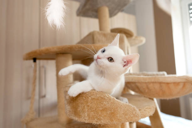 playful young white unicolored cat looking at feather stock photo