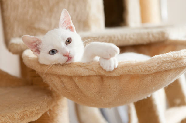 istock very cute white young cat sitting in hammock, paws out, 1155898312