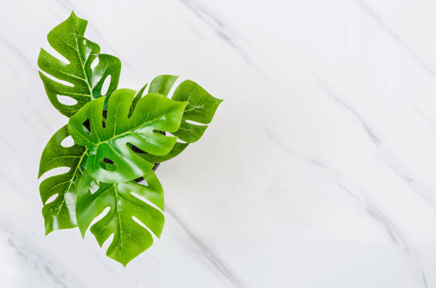 istock Tropical green leaves on marble 1155898881