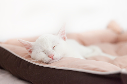 cute white young cat sleeping on pillow, head hung up