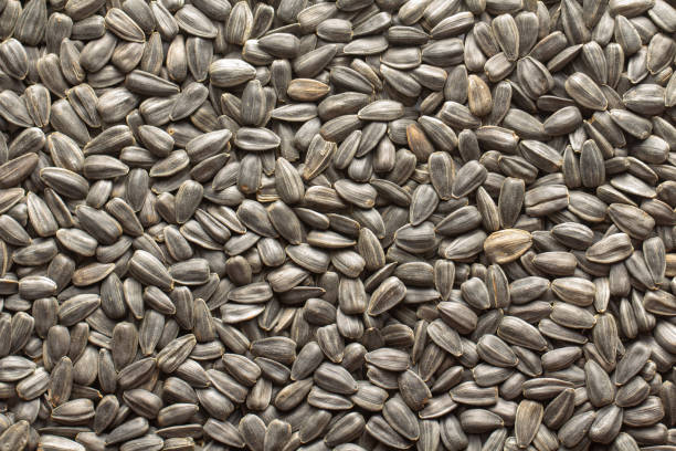 istock Sunflower seeds, back ground or texture, high detail 1155899332