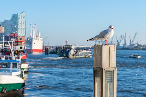 A seagull sits on a poler in the port of Hamburg