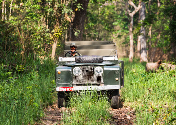 Chitwan National Park, Nepal - Circa May 2019: A vintage Land Rover Series II is being driven in Chitwan National Park jungle. The car has been modified for safari purpose.