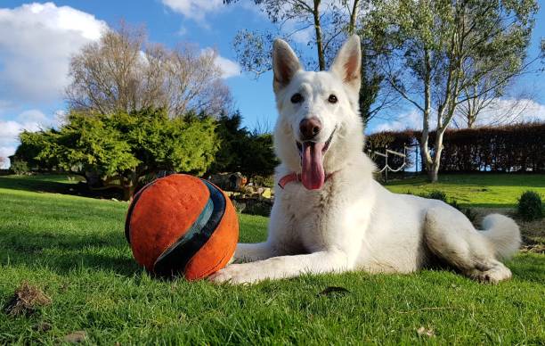 pies bawiąc się piłką - dog retrieving german shepherd pets zdjęcia i obrazy z banku zdjęć