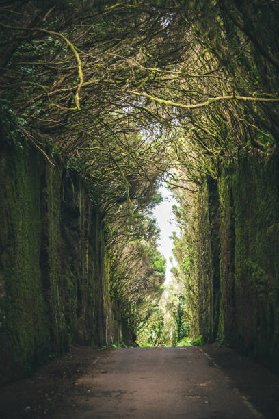 волшебная дорога, окруженная деревьями - anaga стоковые фото и изображения