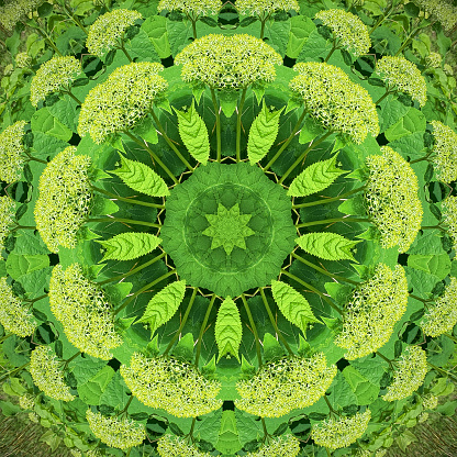 Square picture of an abstract kaleidoscope flower pattern with hydrangea Annabelle starting to bloom.