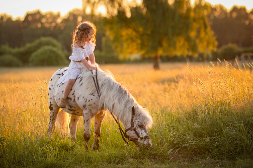 Girl walking at sunset in a field with a horse.Rural life. Summer