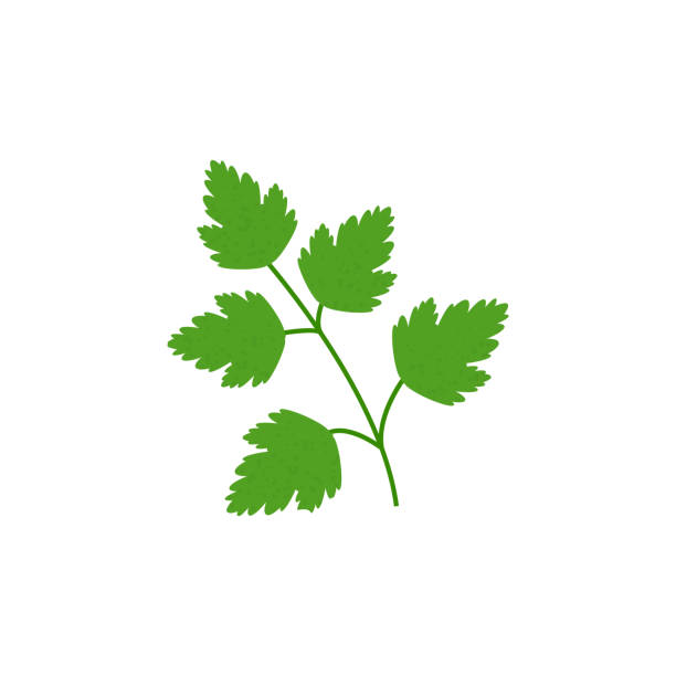 illustrations, cliparts, dessins animés et icônes de persil vert dans le modèle plat d'isolement - parsley cilantro herb freshness