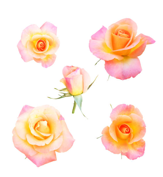 Flower on white background. Pictures for Flower store or you craft working