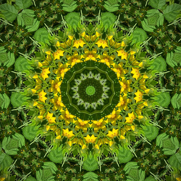 istock Kaleidoscope  flower pattern with yellow lysimachia 1155905829